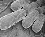 How to recreate the digestive system using parallel bioreactor systems