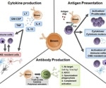What is the association between cytokines and autoimmune diseases?