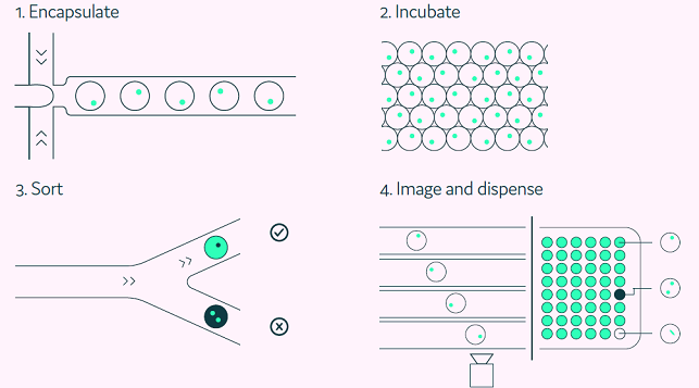 The Cyto-Mine® workflow integrates the screening, sorting, isolation and verification of antigen-specific clones into a fully automated process