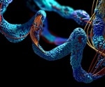 Measuring protein binding affinities using mass photometry