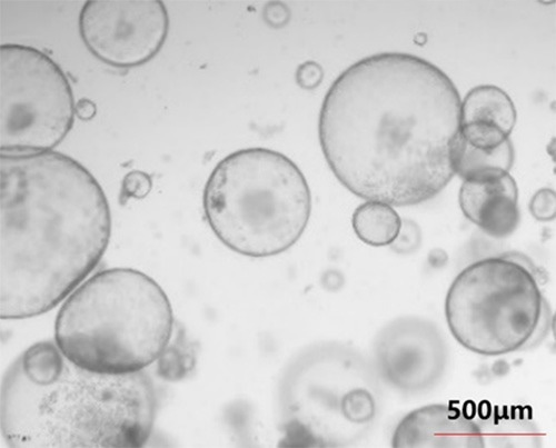 Human EGF (Cat. No. EGF-H52H3), Noggin (Cat. No. NON-H5257), R-spondin1 (Cat. No. RS6-H4220), FGF10 (Cat. No. FG0-H5145) actively support gastric organoid growth during multiple passages and long-term culture processes