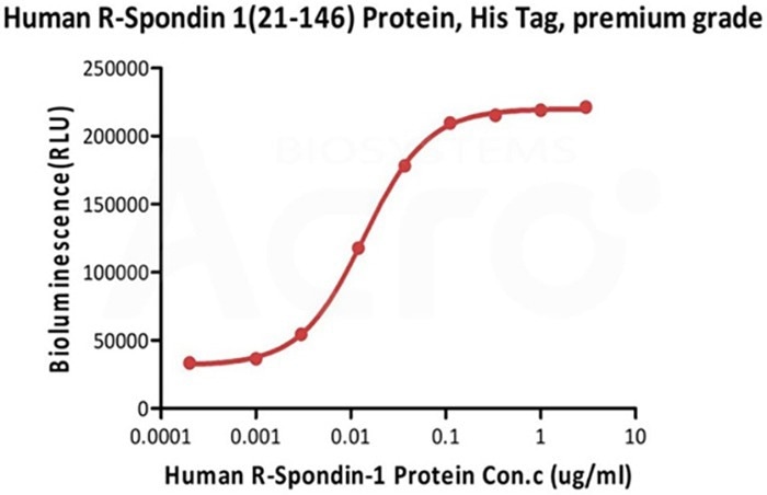 Human R-Spondin 1 (21-146), His Tag, premium grade (Cat. No. RS6-H4220) induced TCF reporter activity in HEK293 cells. The EC50 for this effect is 0.0138-0.0163 µg/mL (Routinely tested)