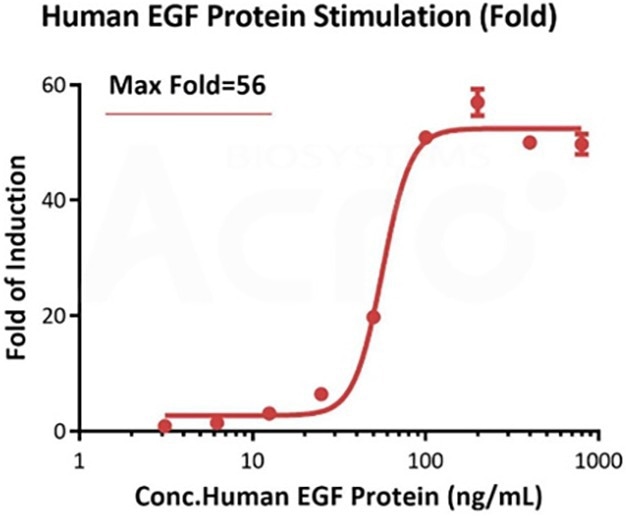 The EGFR (Luc) HEK293 Reporter Cell was stimulated with serial dilutions of Human EGF Protein, His Tag, premium grade ( Cat. No. EGF-H52H3). The max induction fold was approximately 56 (Routinely tested)
