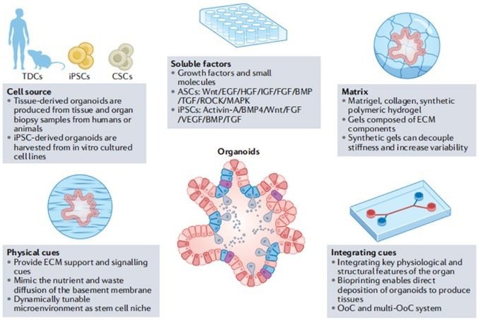 Components of organoid engineering. Nat Rev Methods Primers 2, 94 (2022)