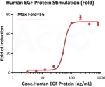 Advancing organoid research using highly validated growth factors and cytokines