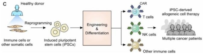 Schemic illustration of 2D and 3D protocol for iPSC differentiation to NK cells