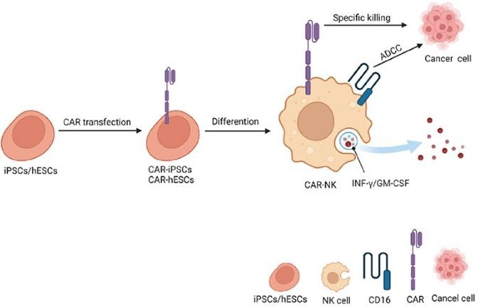 Schemic representation of iPSC-derived CAR-NK allogeneic cell therapy. Differentiation (Hang). 2023; 130:51-57