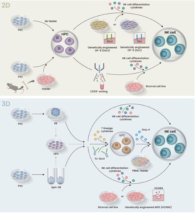 Schemic illustration of 2D and 3D protocol for iPSC differentiation to NK cells