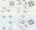 The Future of targeted cancer immunotherapy using universal CAR-NK cell therapy