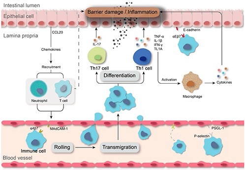 Exploring the associations between cytokines and autoimmune diseases