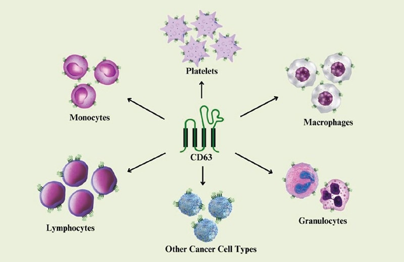 Expression of tetraspanin CD63 in different cell types.