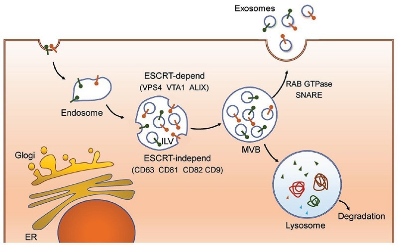 Schematic illustration of exosomes biogenesis and secretion.