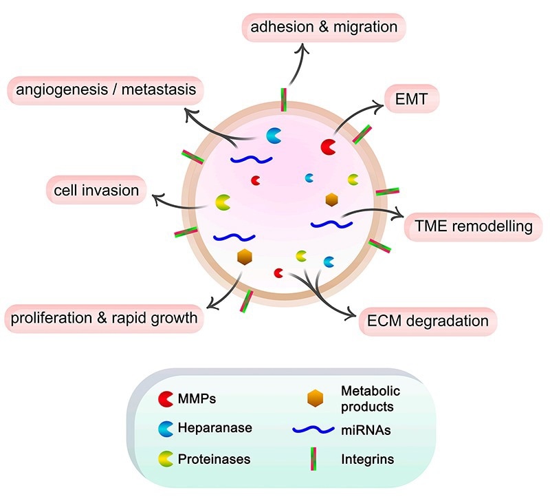 Schematic representation of the roles of exosome cargo in cancer progression.