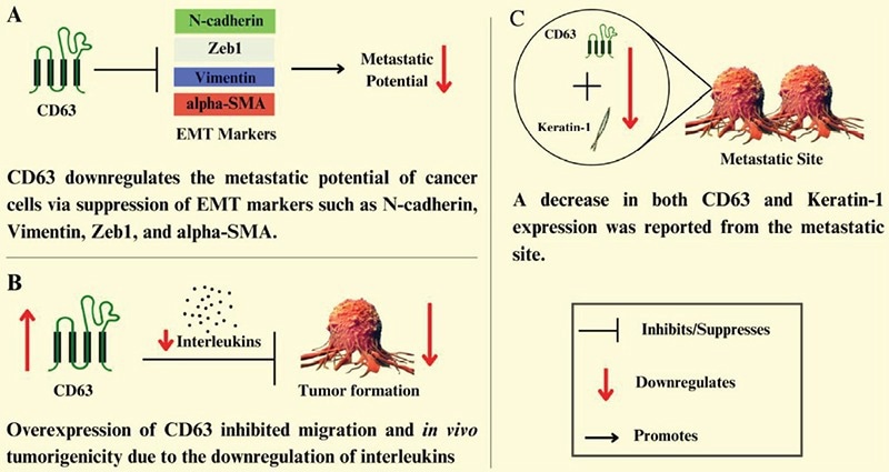 CD63 as tumor suppressors.