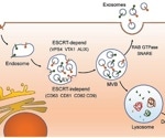 Exploring CD63 as a target in the diagnostics and treatment of cancer