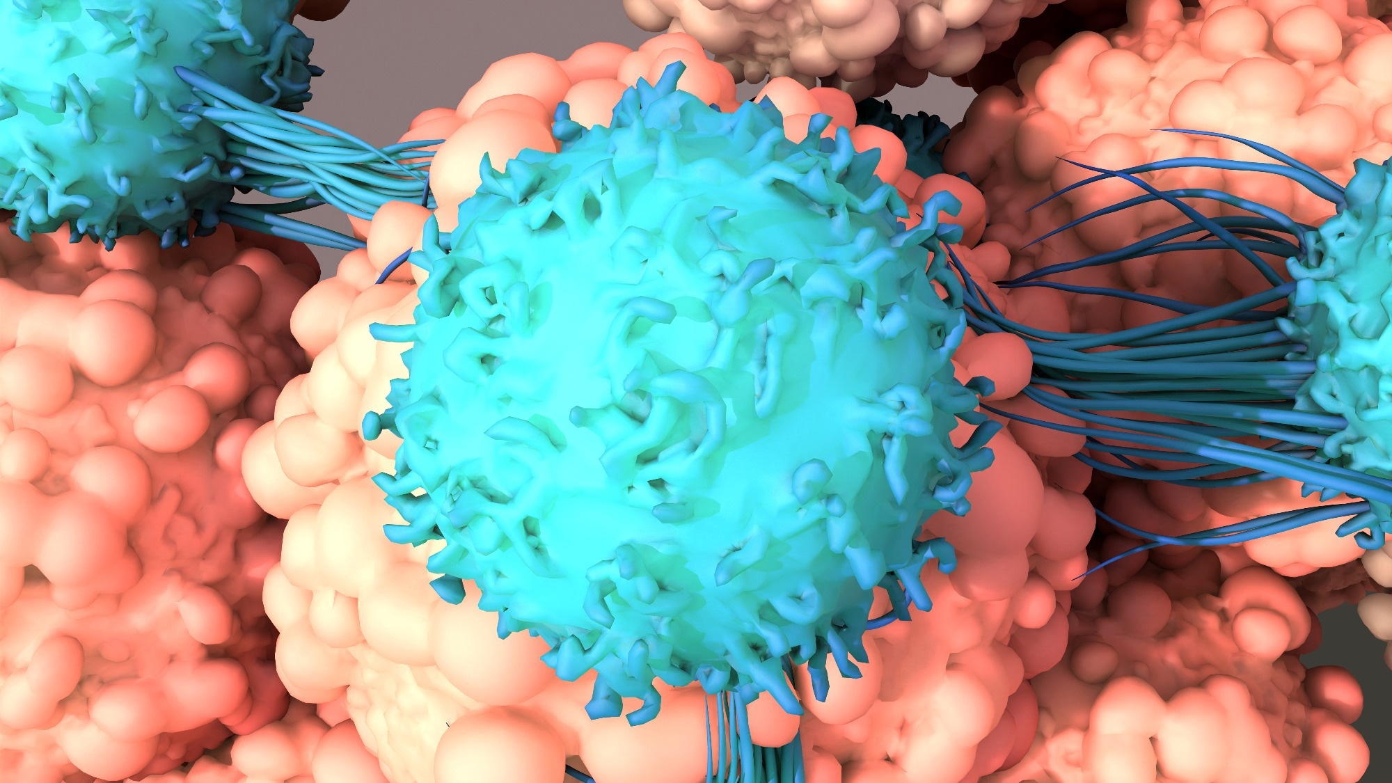 a car-T cell working on a cancer cell