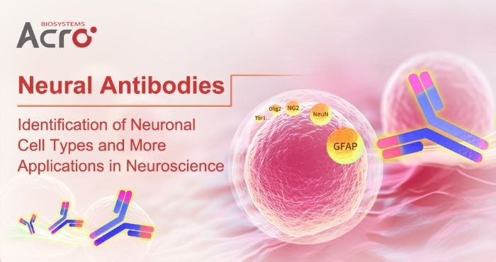 What are the applications of neuronal antibodies in neuroscience?