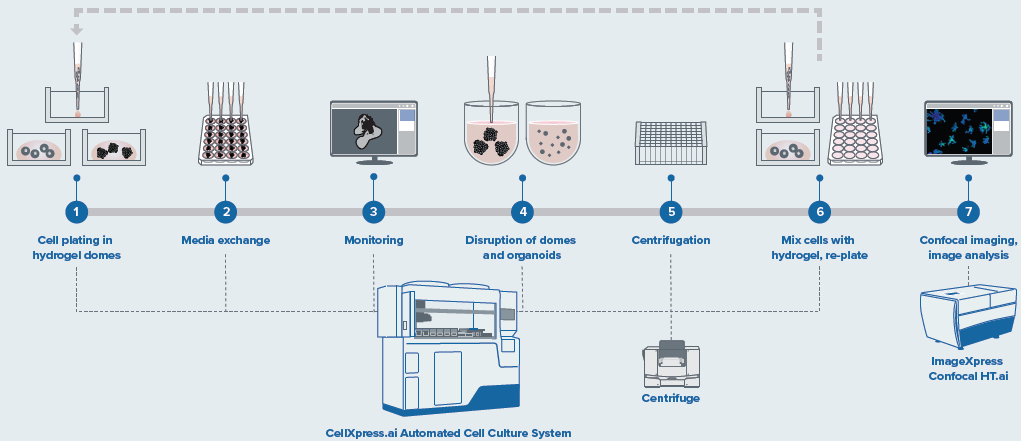 Schematic diagram of automated organoid culture and passaging protocol