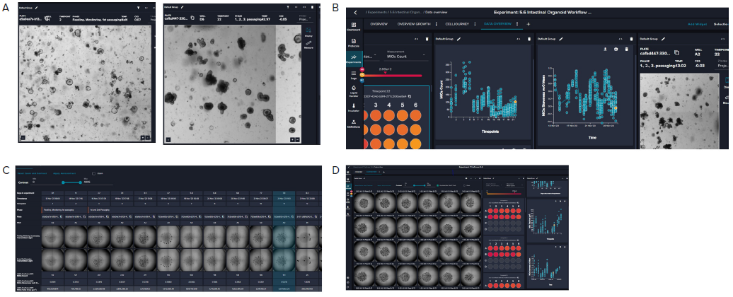 A. Representative images (4X) of organoid culture taken at different time points of the continuous culture. B. Graphical representation of organoid analysis: organoid count and skewness over time. Skewness includes a combination of optical density, granularity, and other optical parameters. The value is useful in defining the time for organoid passaging. C. Imaging of a single well over time showing the “cell journey”. D. Tiled 4X images of organoid domes from a 24-well plate