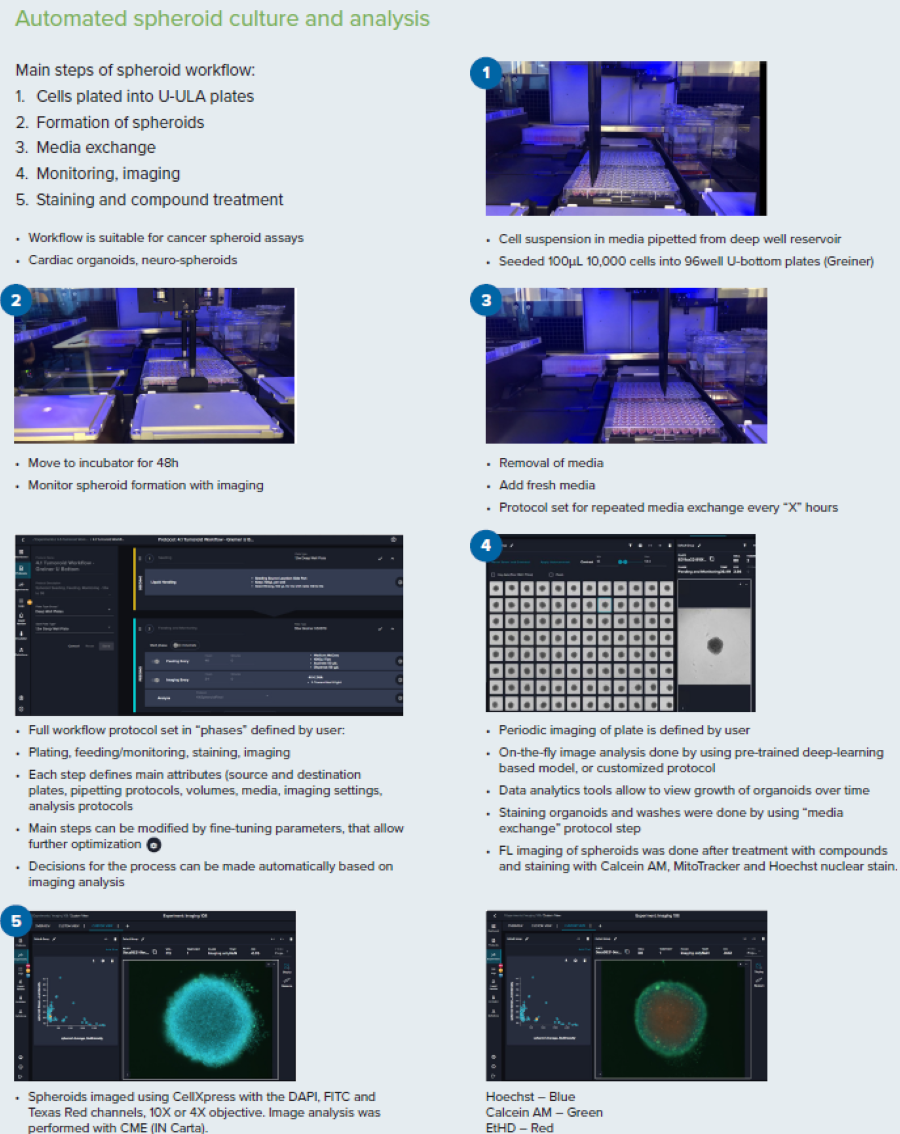 Steps for the spheroid culture and analysis workflow