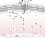What are the clinical applications and biological functions of distinct CD3 subunits?