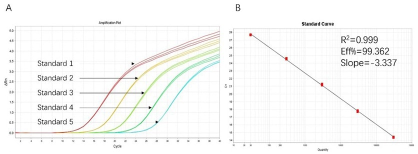 High sensitivity and broad dynamic range using the HEK293 resDNA Quantitation Kit. (A) Typical analysis results obtained with Standard 1 (300 pg/μL) to 5 (30 fg/μL). (B) The standard curve of the 10-fold dilution series. PCR efficiency should be 90-110 %