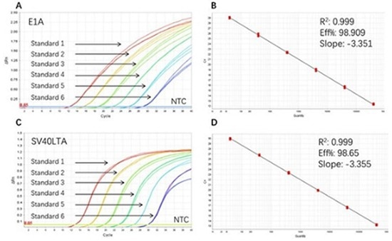 High sensitivity and broad dynamic range using the E1A&SV40LTA resDNA Quantitative Kit. (A) Typical analysis results of obtained with E1A DNA Control Standard 1 (4×106 copies/µL) to 6 (4×10 copies/µL). (B) The standard curve of the E1A DNA Control 10-fold dilution series. PCR efficiency should be 90-110 %. (C) Typical analysis results of obtained with SV40LTA DNA Control Standard 1 (4×106 copies/µL) to 6 (4×10 copies/µL). (D) The standard curve of the SV40LTA DNA controls 10-fold dilution series. PCR efficiency should be 90-110 %