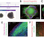 How can we advance stem cell research and immune response studies?