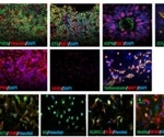 Validating a tri-culture cortical model to advance neurodegenerative drug discovery