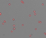 Quantification and quality assurance of isolated nuclei