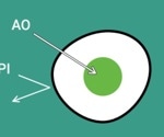 Selecting the right viability assay