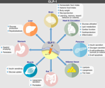Are peptide drugs the only answer to the hundred-billion-level weight loss market?