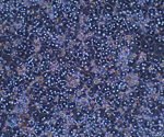 How to choose the right hepatocytes for different study types