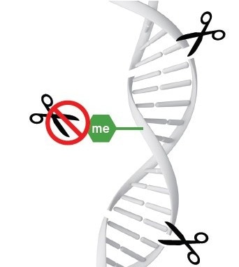 A digital PCR-based approach for DNA methylation analysis