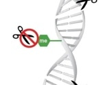 A digital PCR-based approach for DNA methylation analysis