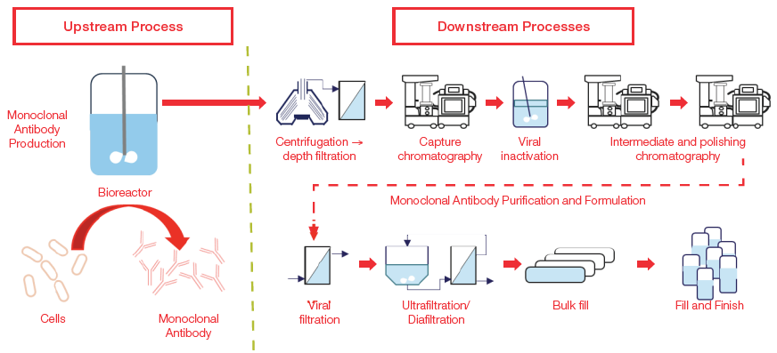 Upstream and downstream workflow for production of monoclonal antibodies.