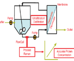 Accurate protein quantification with process Raman analysis