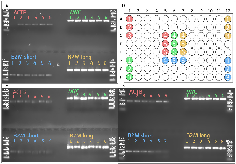 Validation of amplicon integrity by agarose gel electrophoresis. A) PCR purified amplicons before library preparation. B) Position of reaction tubes in the Biometra TAdvanced 96 SG thermal cycler block during the steps of library preparation. Triplicate samples of each gene were distributed at the corner and center of the thermal block. C) Adaptor-ligated amplicon libraries after first clean-up. D) Final amplicon library after barcoding, enrichment and second clean-up