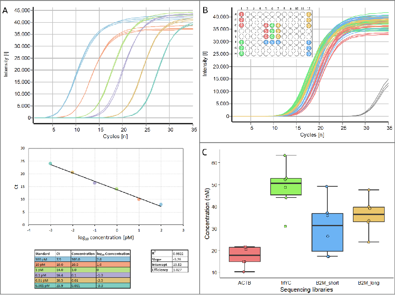Amplicon library quantification. Amplification of A) six standards generating a standard curve for quantification of library concentrations and B) of sample libraries from each gene using the NEBNext® Library Quant Kit for Illumina® and the qTOWERiris. C) Calculated library concentrations of each gene determined by qPCR