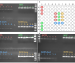 High-quality DNA library preparation for NGS with thermal cyclers