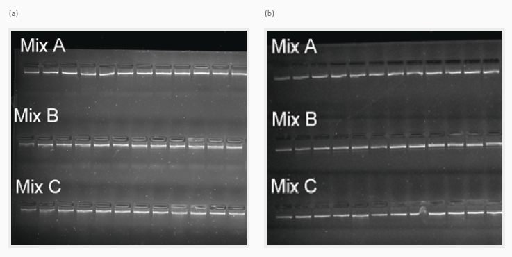 Gel images showing constant fragment size and stability for the long-range PCR products from all three multiplex primer combinations of two PCR runs ((a) and (b)) for following NGS library preparation and HLA gene sequencing.