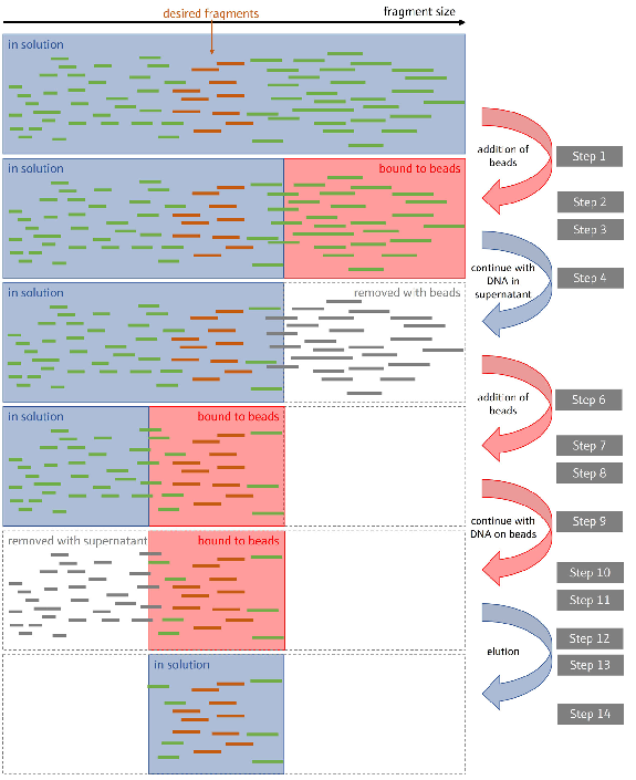 Illustration of the size selection process Double-sided size selection in NGS library preparation using magnetic beads to selectively bind and isolate DNA fragments within a desired size range. By performing two rounds of bead cleanup with different bead-to-sample ratios, fragments outside the target size range are effectively removed, ensuring a library of appropriately sized DNA fragments for sequencing