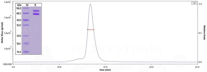 Human IL-2RB&IL-2RG Heterodimer Protein, Fc Tag&Fc Tag (MALS verified) (Cat. No. ILG-H5254) on SDS-PAGE under reducing (R) condition. The purity of the protein is greater than 95%. As verified by SEC-MALS, the purity is more than 90% and the molecular weight of this protein is around 140-160 kDa. I