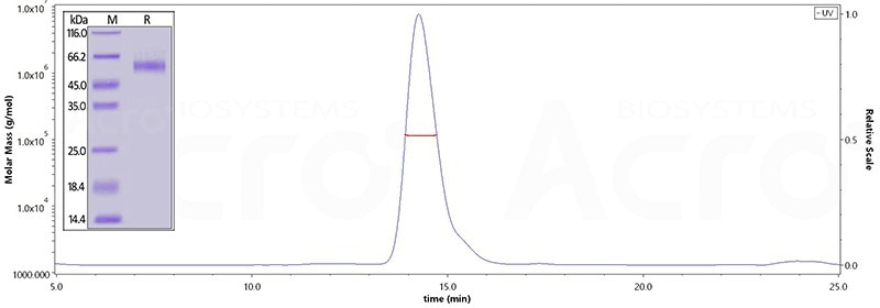 Biotinylated Human TGFBR2, Fc,Avitag (Cat. No. TG2-H82F6) on SDS-PAGE under reducing (R) condition. The purity of the protein is greater than 95%. As verified by SEC-MALS, the purity is more than 90% and the molecular weight of this protein is around 110-125 kDa.