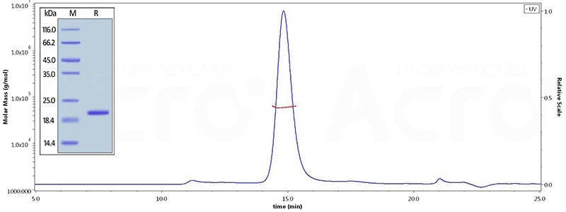 Biotinylated Human TNF-alpha, His,Avitag (active trimer) (MALS verified) (Cat. No. TNA-H82E3) on SDS-PAGE under reducing (R) condition. The purity of the protein is greater than 95%. As verified by SEC-MALS, the purity is more than 90% and the molecular weight of this protein is around 55-70 kDa.