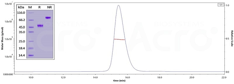 Human GDF-15, Fc Tag (Cat. No. GD5-H5269) on SDS-PAGE under reducing (R) and non-reducing (NR) conditions. The purity of the protein is greater than 95%. As verified by SEC-MALS, the purity is more than 90% and the molecular weight of this protein is around 74-100 kDa.
