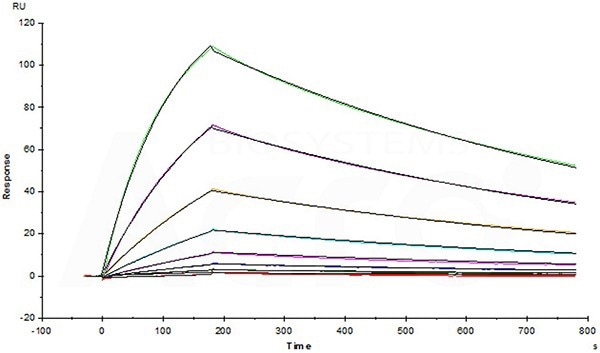 Erbitux (Cetuximab) captured on CM5 chip via anti-human IgG Fc antibodies surface, can bind Human EGF R, His Tag (Cat. No. EGR-H5222) with an affinity constant of 1.3 nM as determined in a SPR assay (Biacore T200).