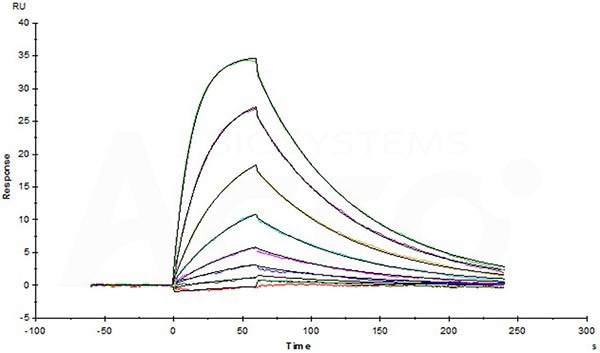 Human IL-2 R beta Protein, His Tag (Cat. No. CD2-H5221) captured on CM5 chip via anti-His antibody, can bind Human IL-15, premium grade (Cat. No. IL5-H4117) with an affinity constant of 21.7 nM as determined in a SPR assay (Biacore T200) (Routinely tested).