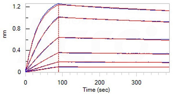 Loaded Anti-IL23A & IL12B MAb (P40 domain) on Protein A Biosensor, can bind Human IL-12B&IL-12A Heterodimer Protein, His Tag&Flag Tag (Cat. No. IL2-H4210) with an affinity constant of 1.07 nM as determined in BLI assay (ForteBio Octet Red96e).