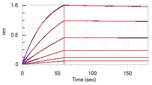 Loaded Anti-IL23A & IL12B MAb (P40 domain) on Protein A Biosensor, can bind Human IL-23A&IL-12B Heterodimer Protein, His Tag&Tag Free (Cat. No. ILB-H52W5) with an affinity constant of 0.588 nM as determined in BLI assay (ForteBio Octet Red96e).